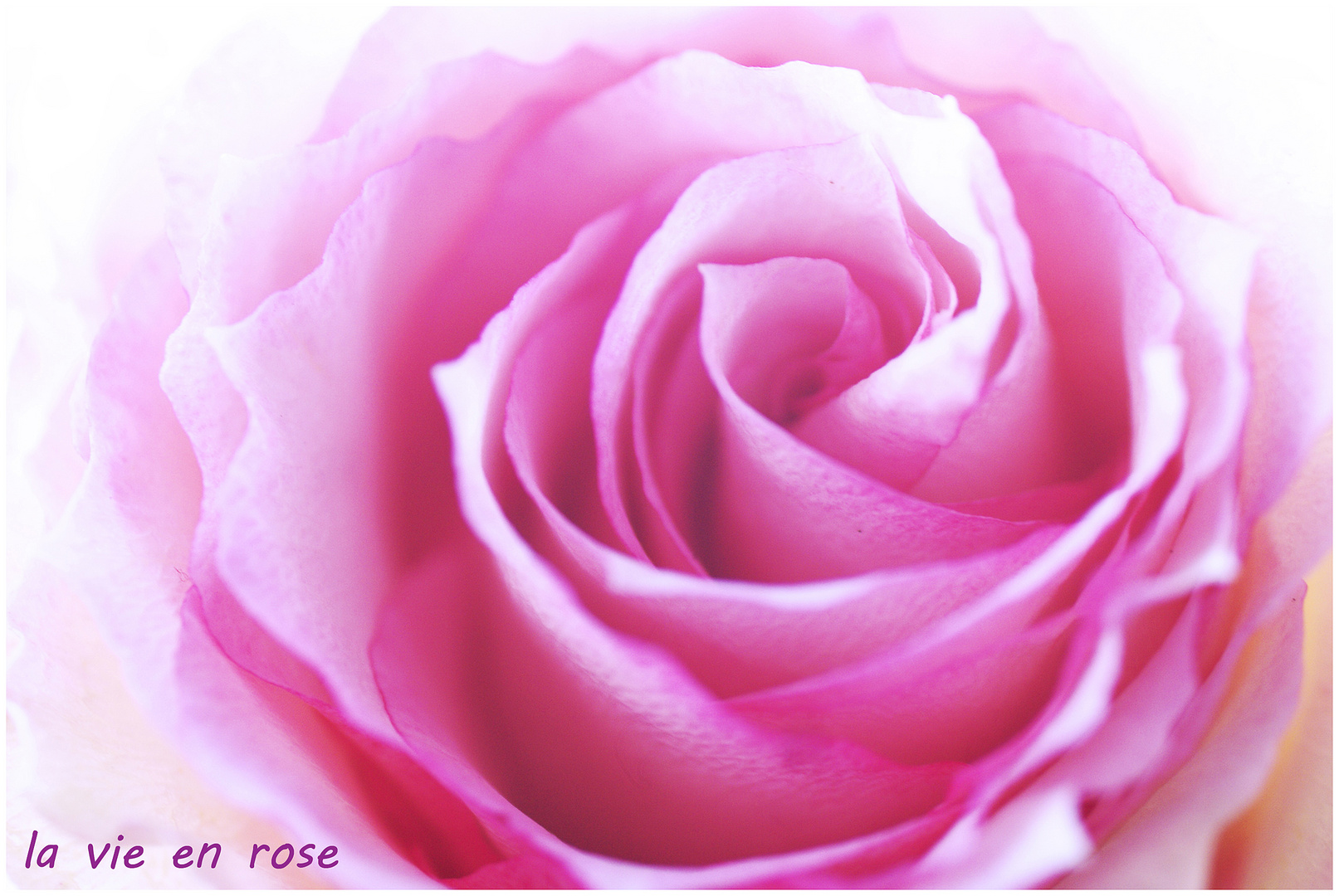 en rose