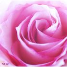 en rose