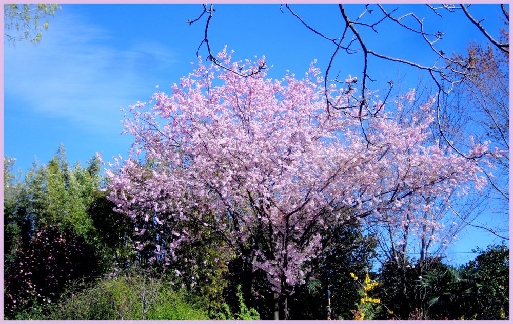 en rose et bleu .....