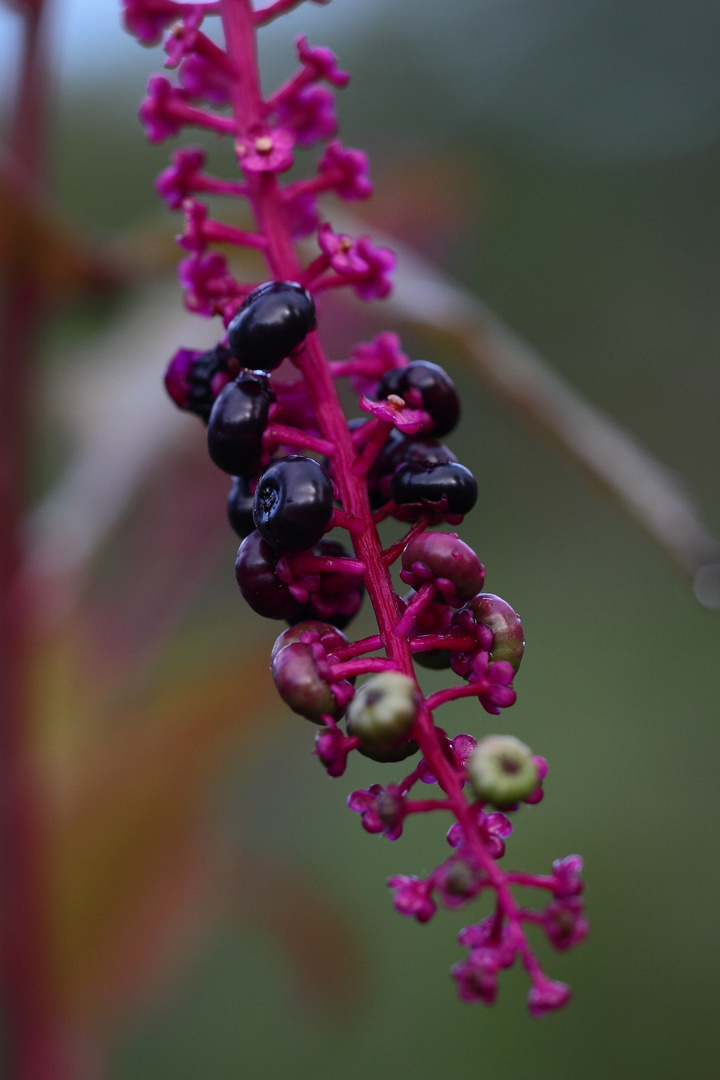 en rose, vert,puis noir