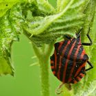 En rouge et noir !!