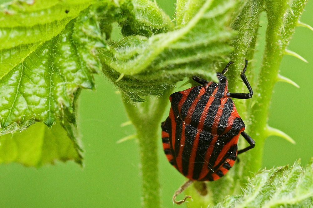 En rouge et noir !!