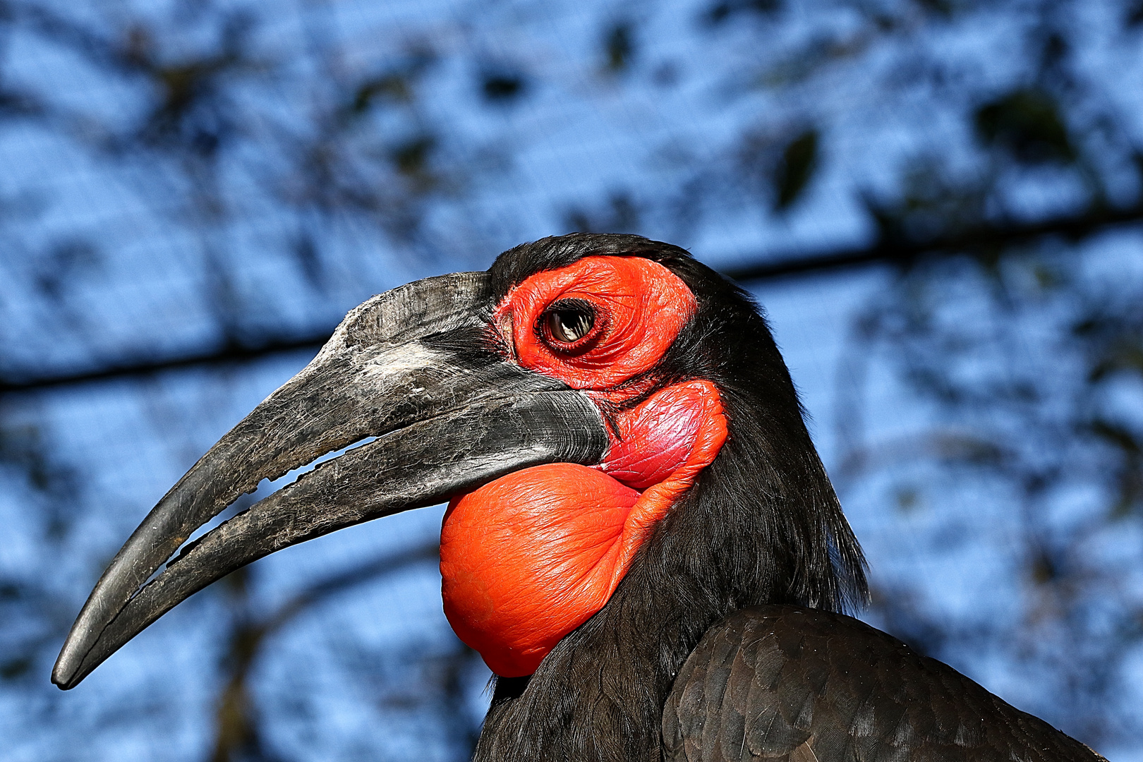 en rouge et noir !