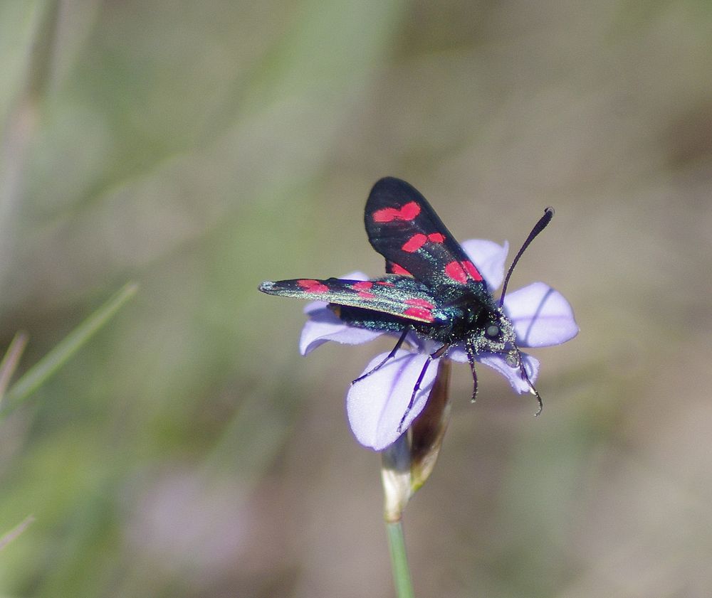 en rouge et noir ....