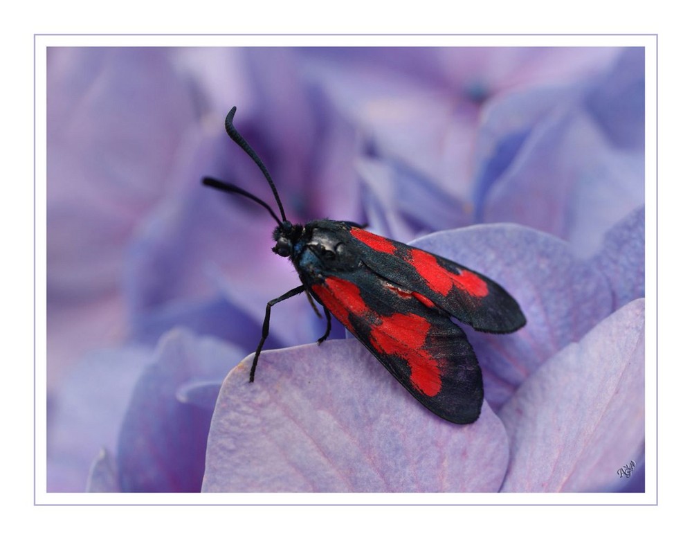En rouge et noir photo et image macro nature, macro insectes, insectes, papillons Images