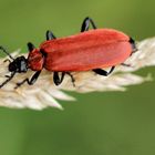 en rouge et noir !