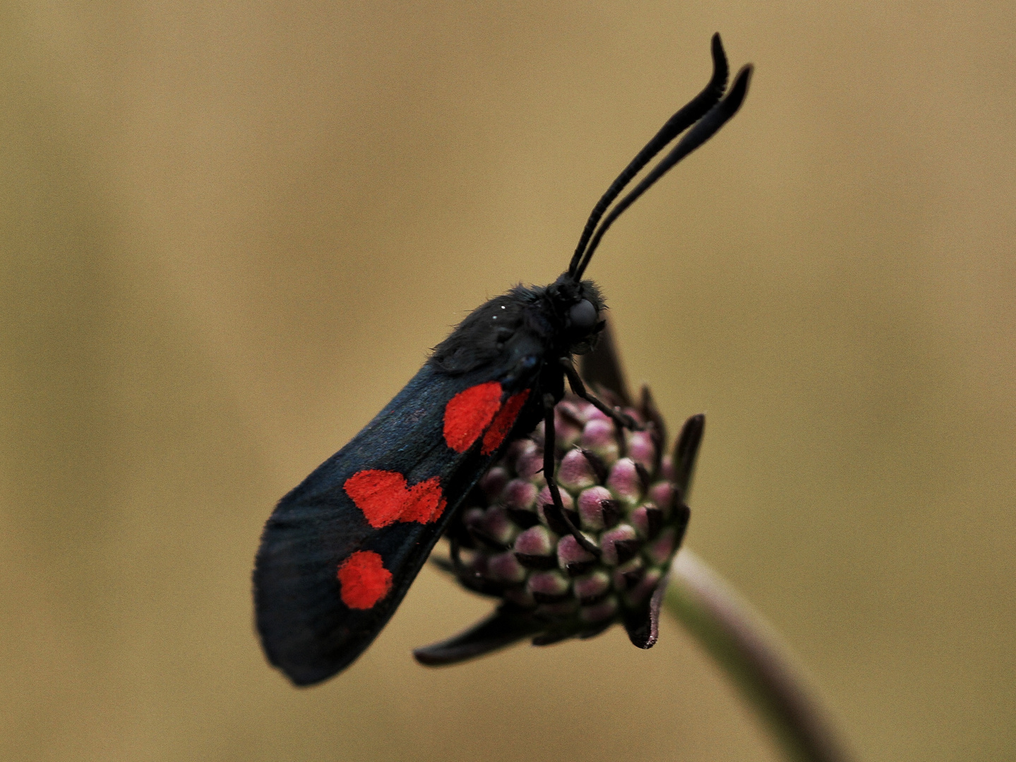 En rouge et noir !