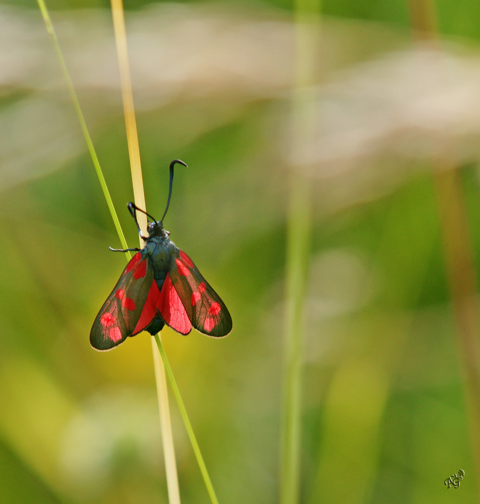 en rouge et noir