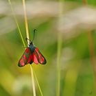 en rouge et noir