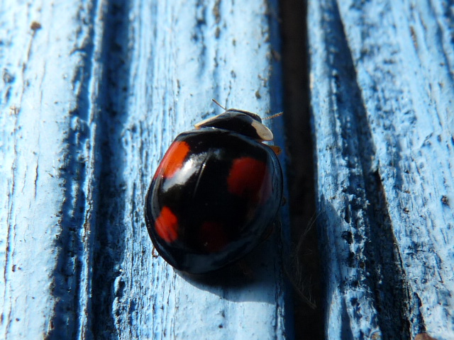 En rouge et noir