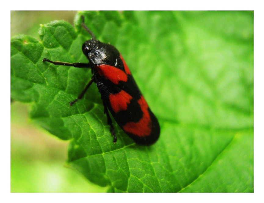 En rouge et noir !