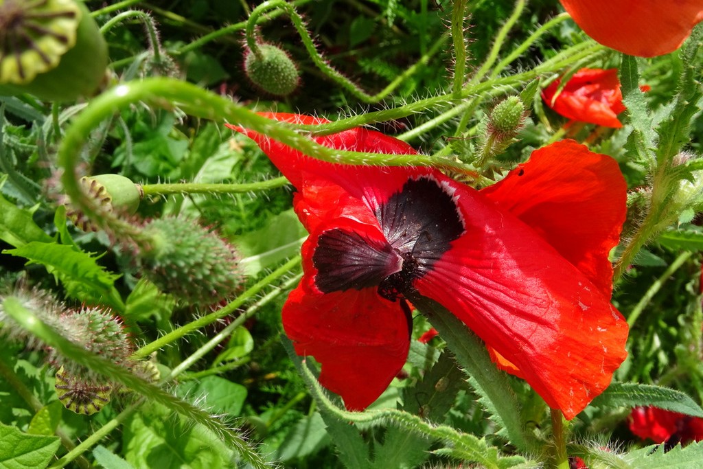 En rouge et noir