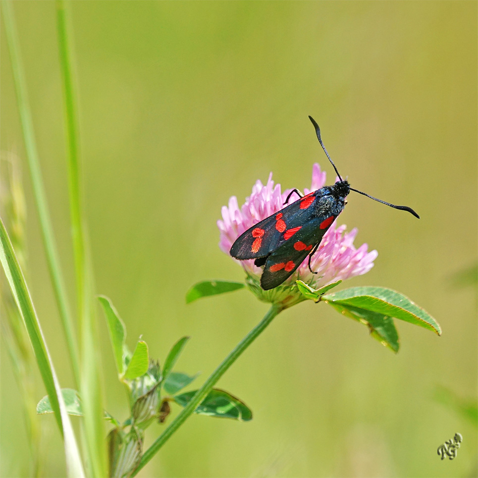 En rouge et noir ....