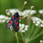 En rouge et noir !