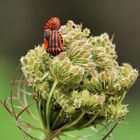 en rouge et noir !