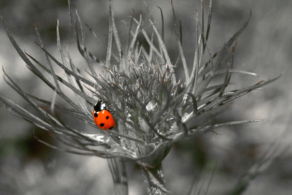 en rouge et noir