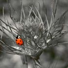 en rouge et noir