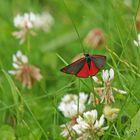 En rouge et noir...La zygène 