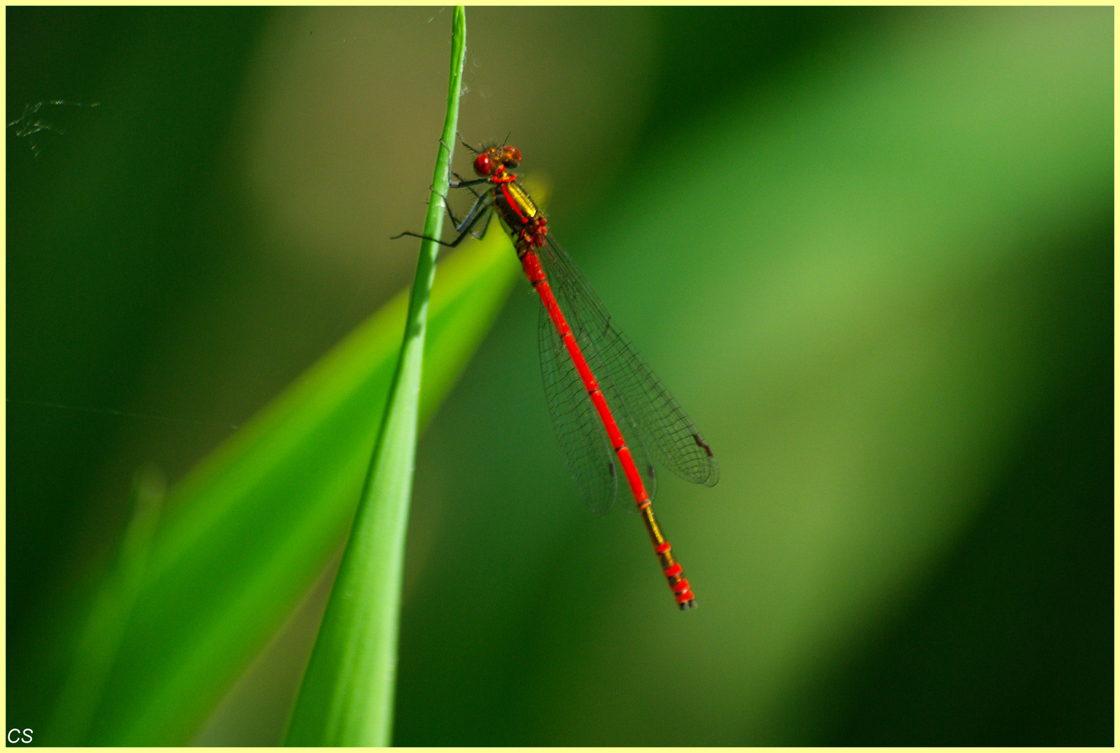 en rouge et or