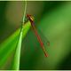 en rouge et or