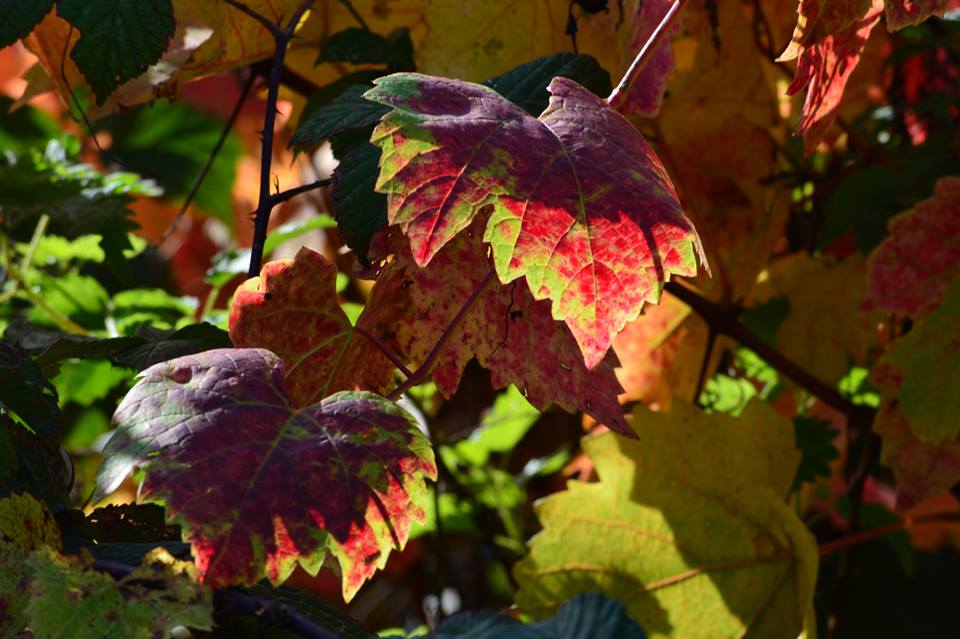 en rouge et vert