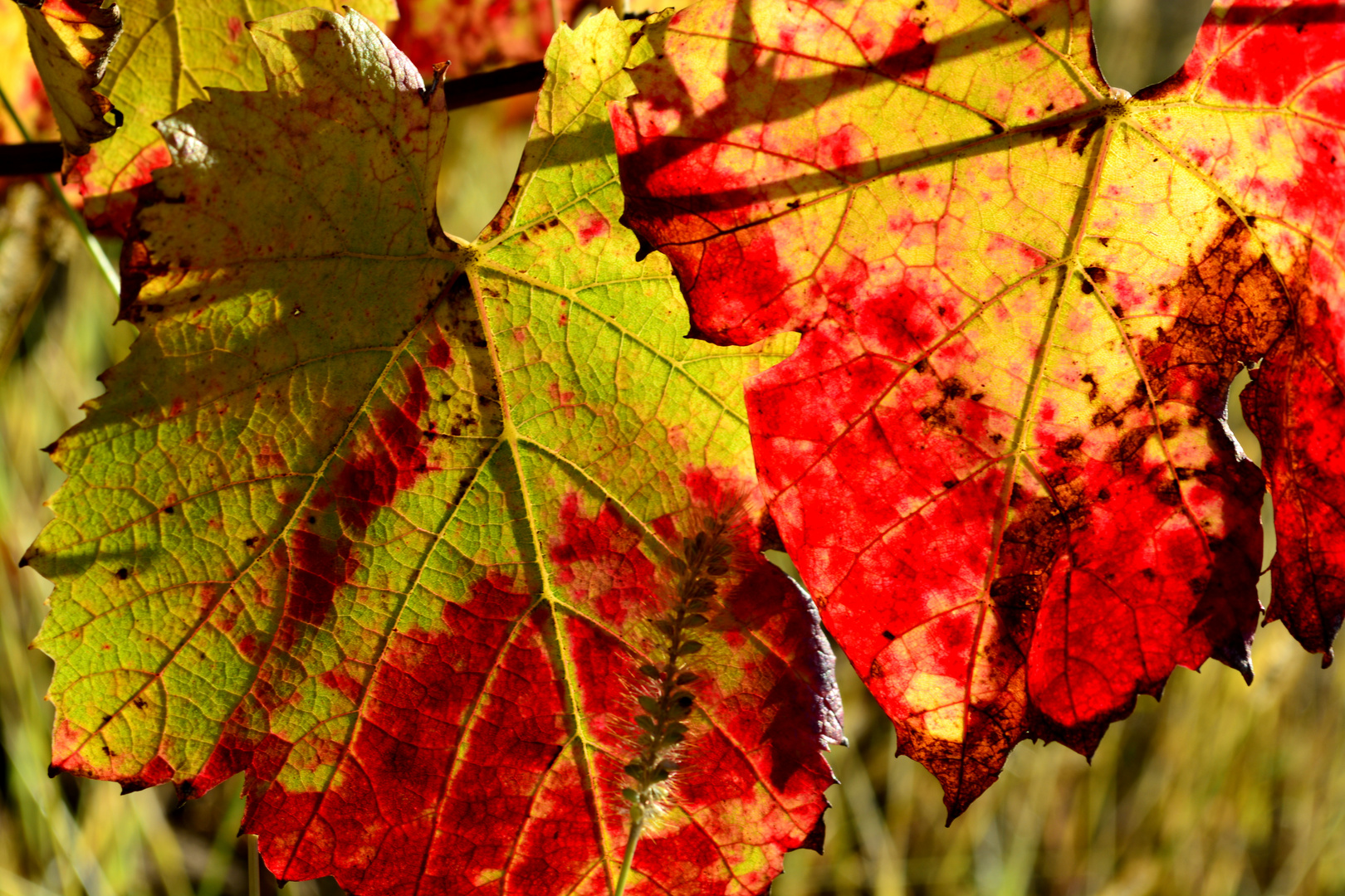 en rouge et vert