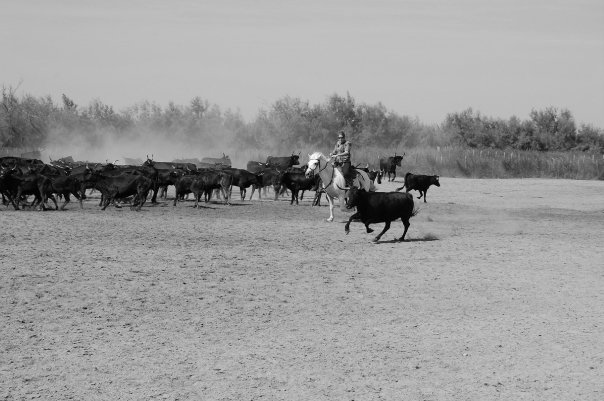 en route pour la camargue