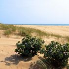 En route pour les Landes -- Auf dem Weg nach der « Landes » Küste