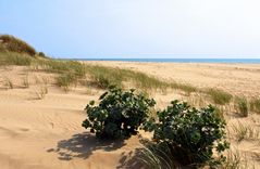 En route pour les Landes -- Auf dem Weg nach der « Landes » Küste