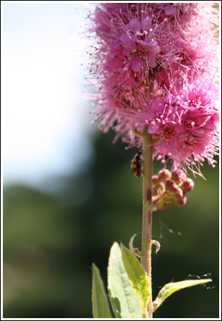 en route pour...un avenir fleuri....