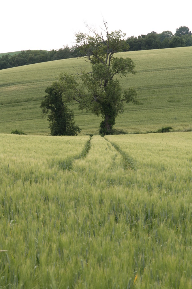 En route vers le futur... keep nature natural...