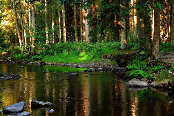 En se promenant dans les bois ...