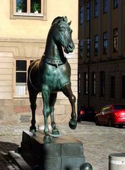 en Stockholm häst