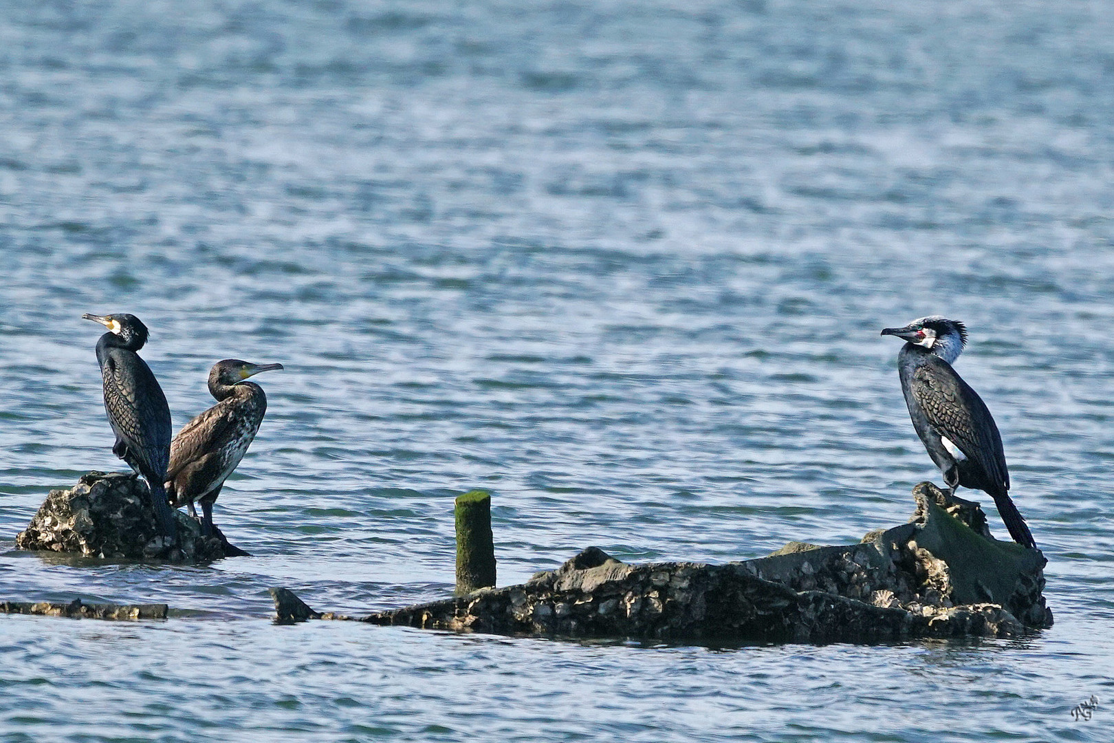 En tenue nuptiale le trio de cormorans