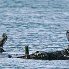 En tenue nuptiale le trio de cormorans