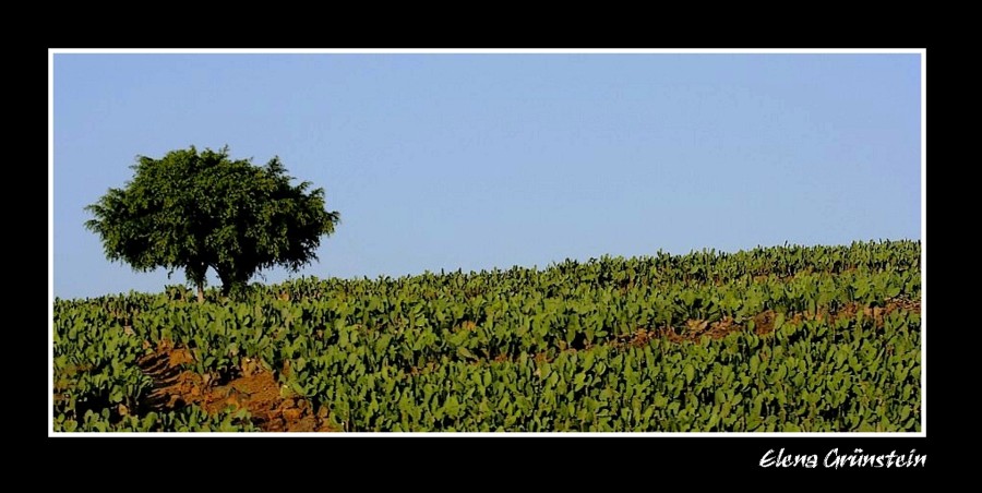 En tierra de nopales