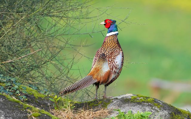 En todo su esplendor 