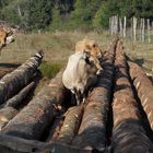 en transhumance vache aubrac au milieu des billes de bois