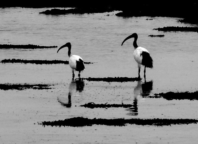 En transit sur la baie d'Oléron...