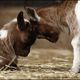 Animaux de la ferme