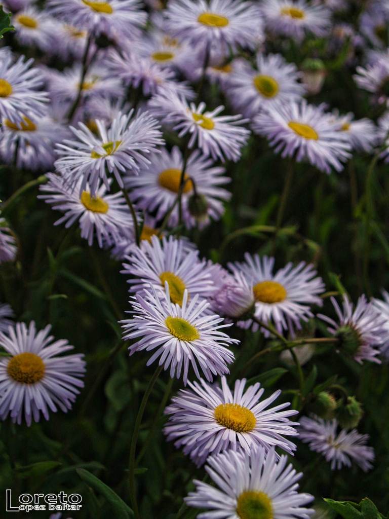 En un jardín