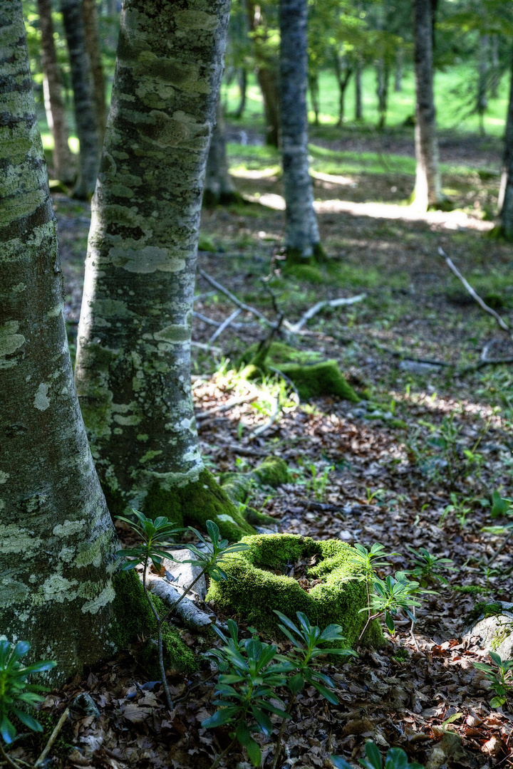 En un rincón del bosque