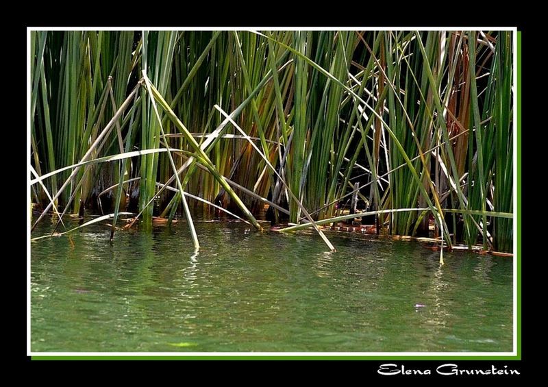 En un rincón del lago