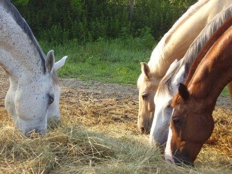 En una granja de caballos en Hungría, Europa mi pais natal, en una mañana de verano