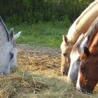 En una granja de caballos en Hungría, Europa mi pais natal, en una mañana de verano