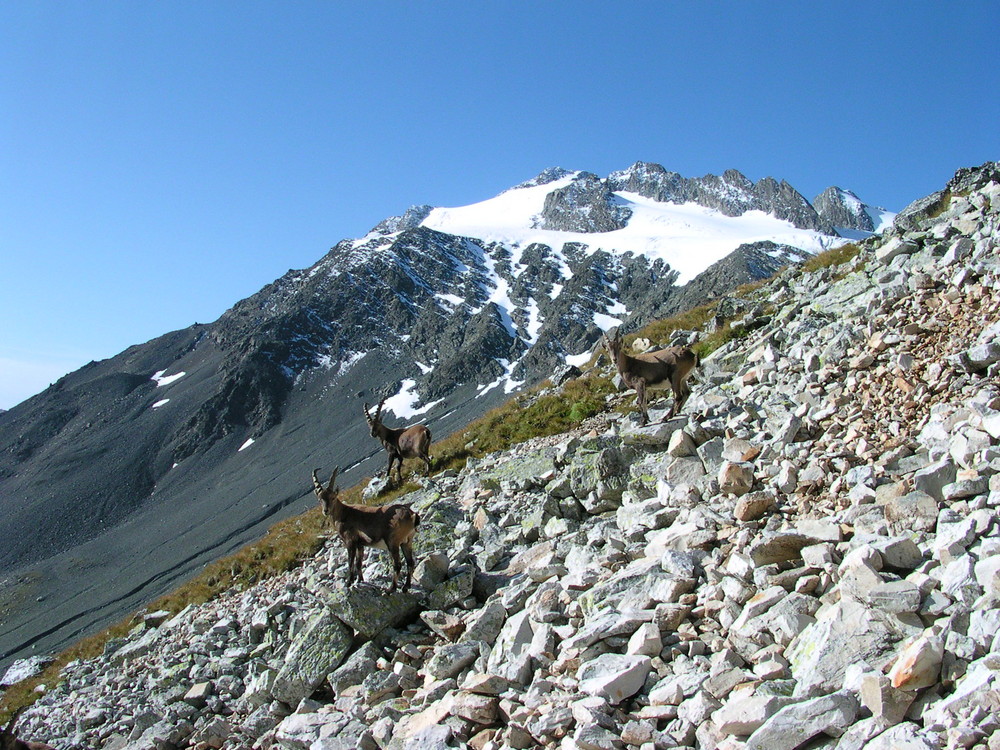 En vanoise avec les Bouquetins