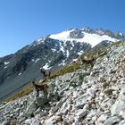 En vanoise avec les Bouquetins