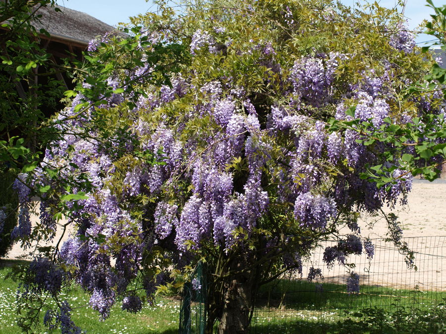 En version bleue de la Glycine