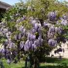 En version bleue de la Glycine