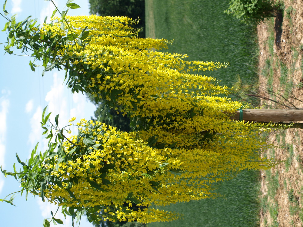 En version jaune avec le Laburnum